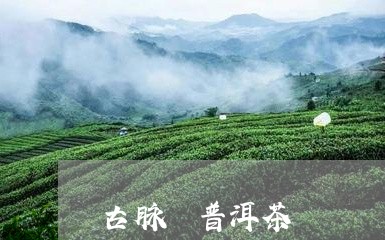 古脉 普洱茶/2023042997586